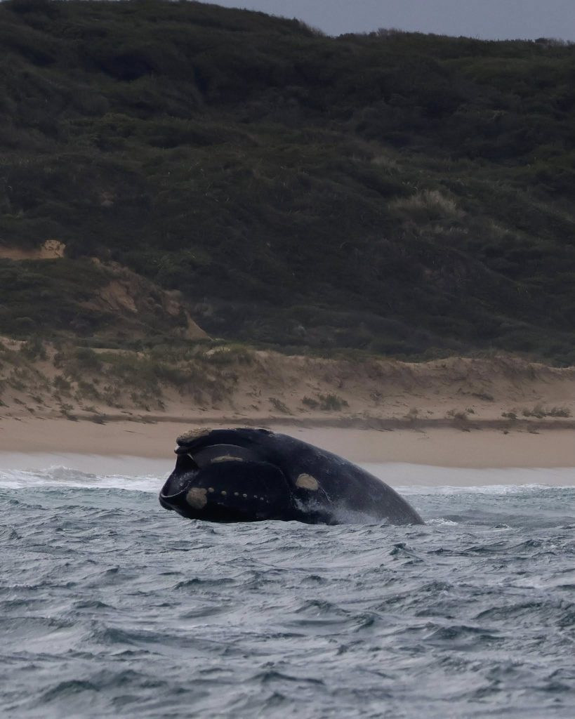 Southern Right whale in Flinders Bay Augusta