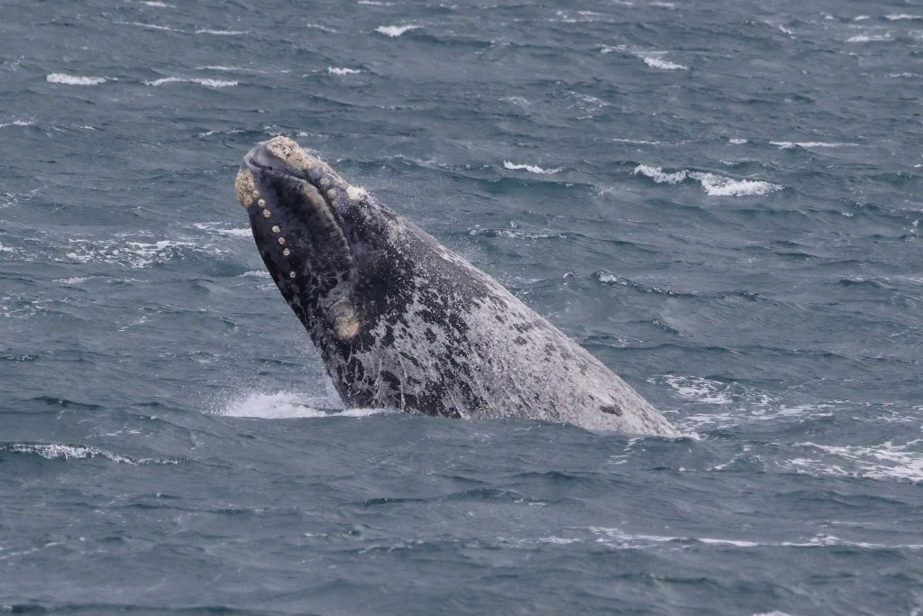 southern right whale callosities