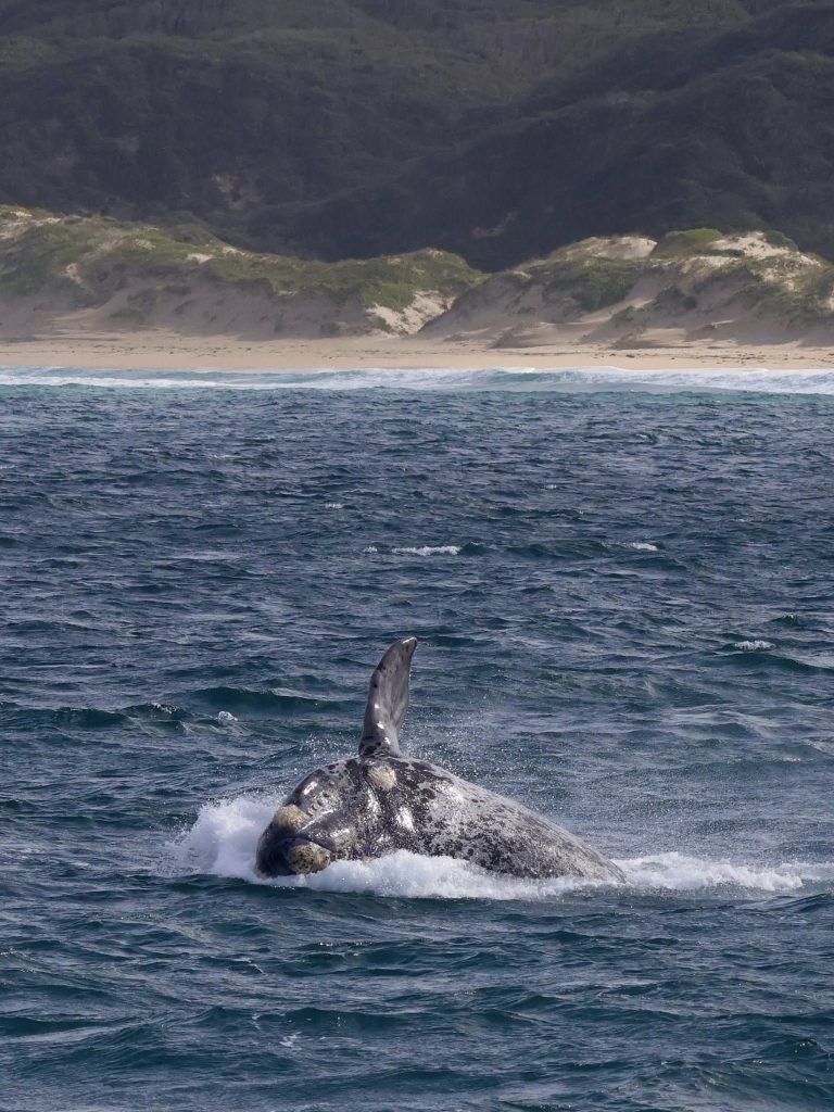 head lunging southern right whale with callosities