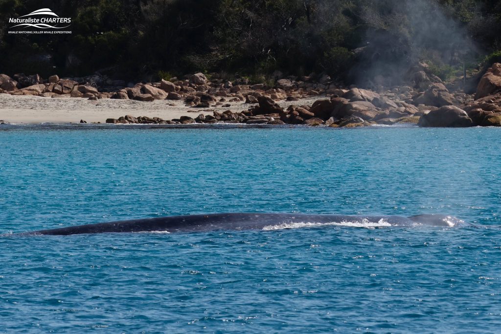 A Blue Whale calmly traverses the turquoise waters of Geographe Bay