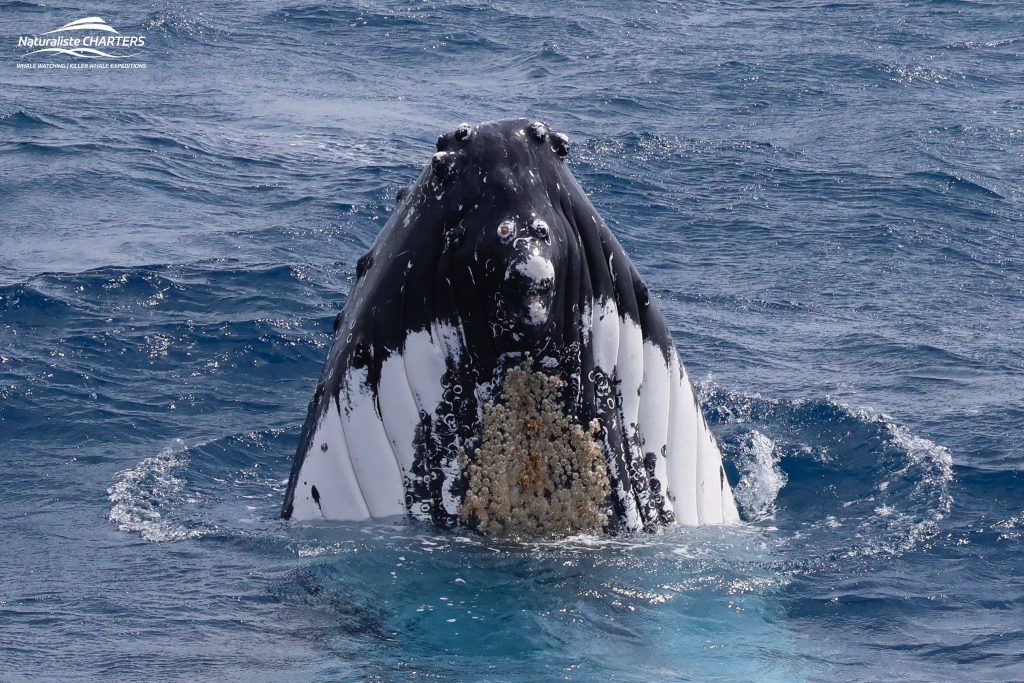 Humpback Whales show barnacles
