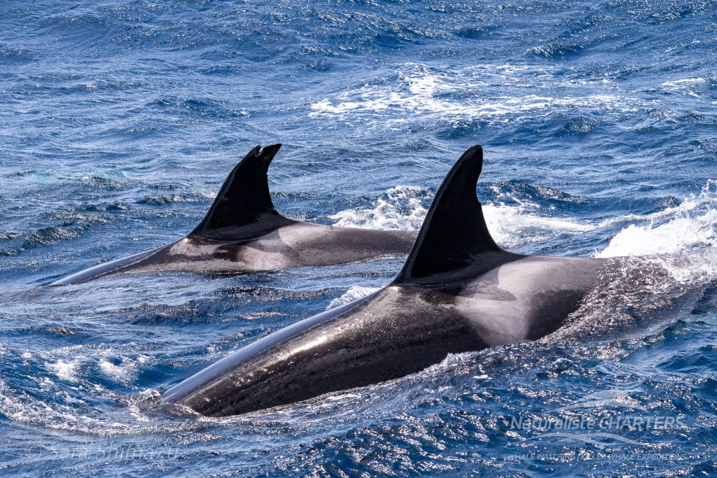 Orca in the Bremer Canyon Western Australia
