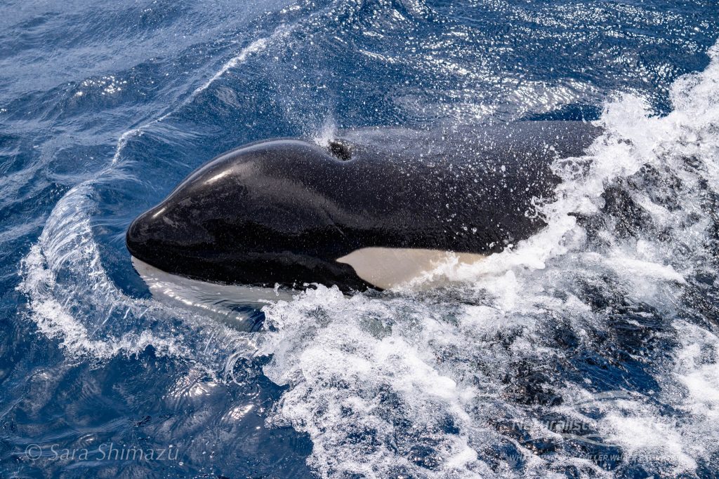 Killer Whale exhales as it reaches the surface in Bremer Canyon 