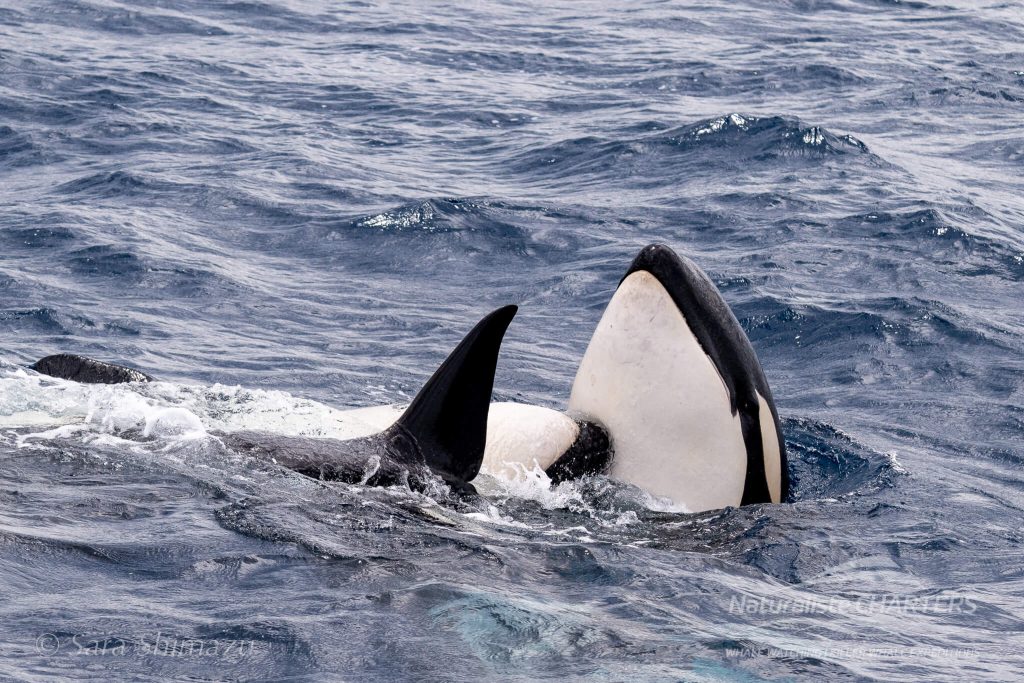 Orca at play in the Bremer canyon Sub Basin Western Australia