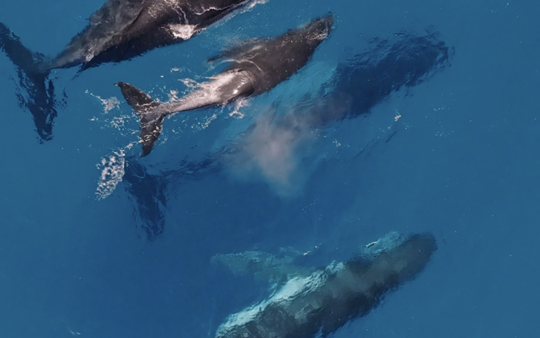Humpback Whale Life Cycle