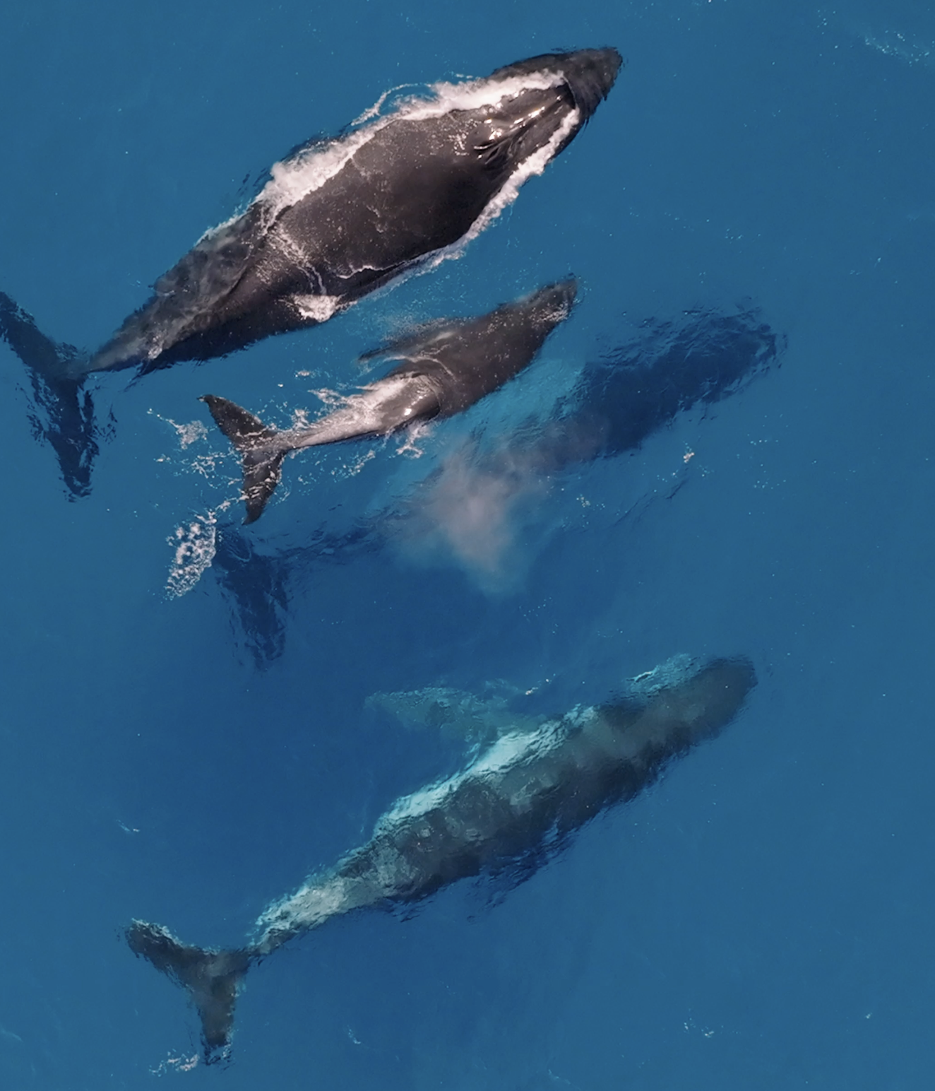 Humpback Whale Life Cycle