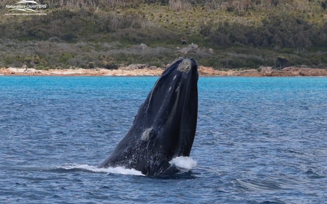 Dunsborough 2025 Season Update