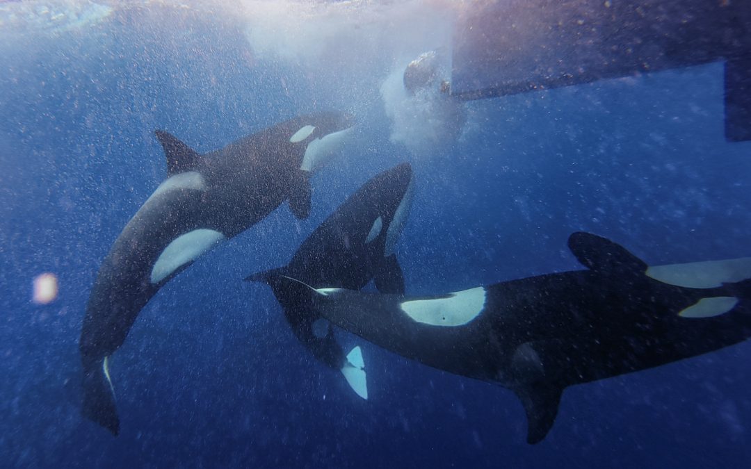 Why Do Orca Attack Boats