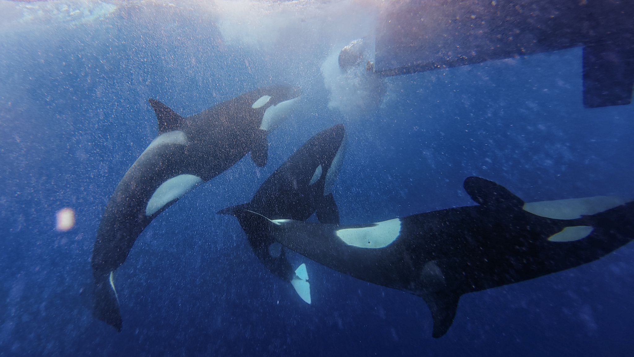 Why Do Orca Attack Boats