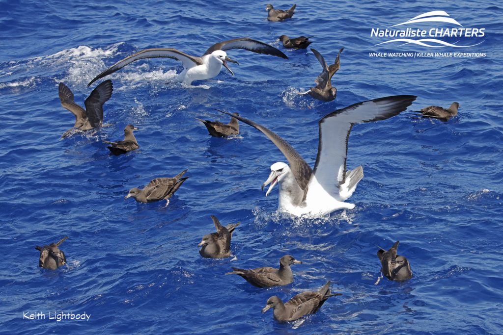 A gang of birds squabble of food scraps left by an orca predation in Bremer Canyon Western Australia