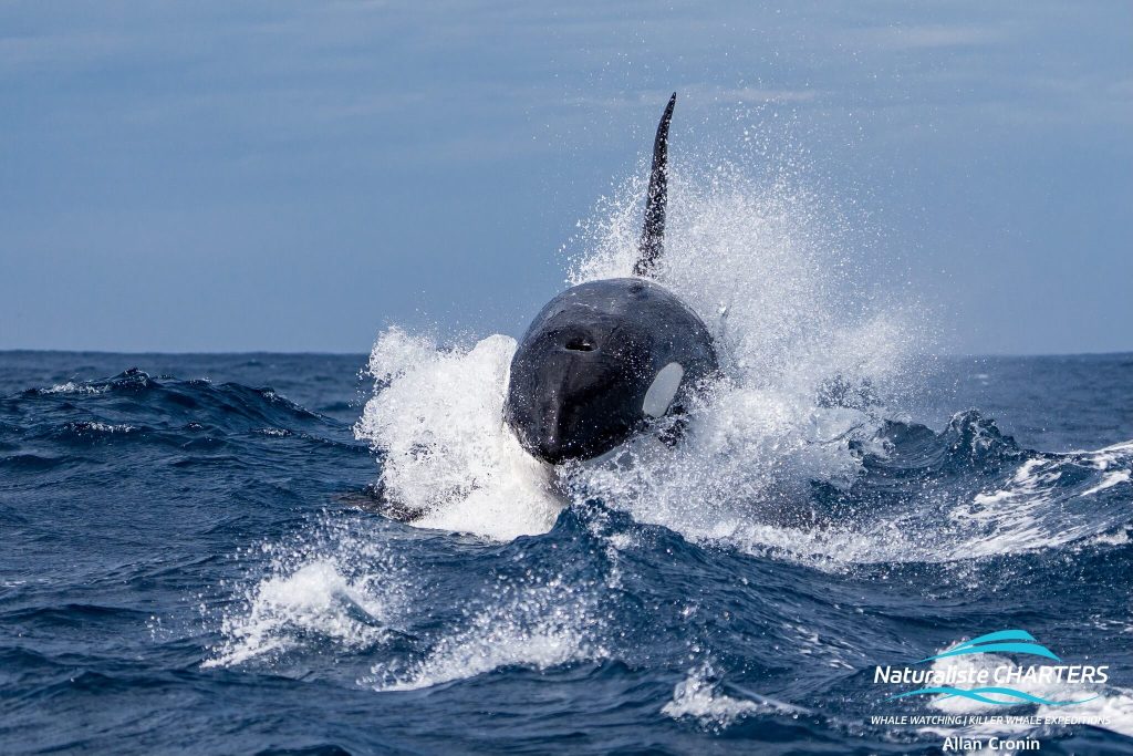 A large male orca during a Bremer Canyon predation event