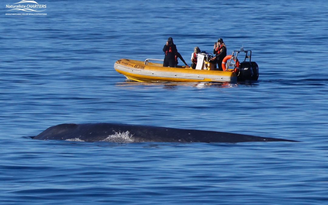 Whales — The Ocean’s Secret Climate Guardians
