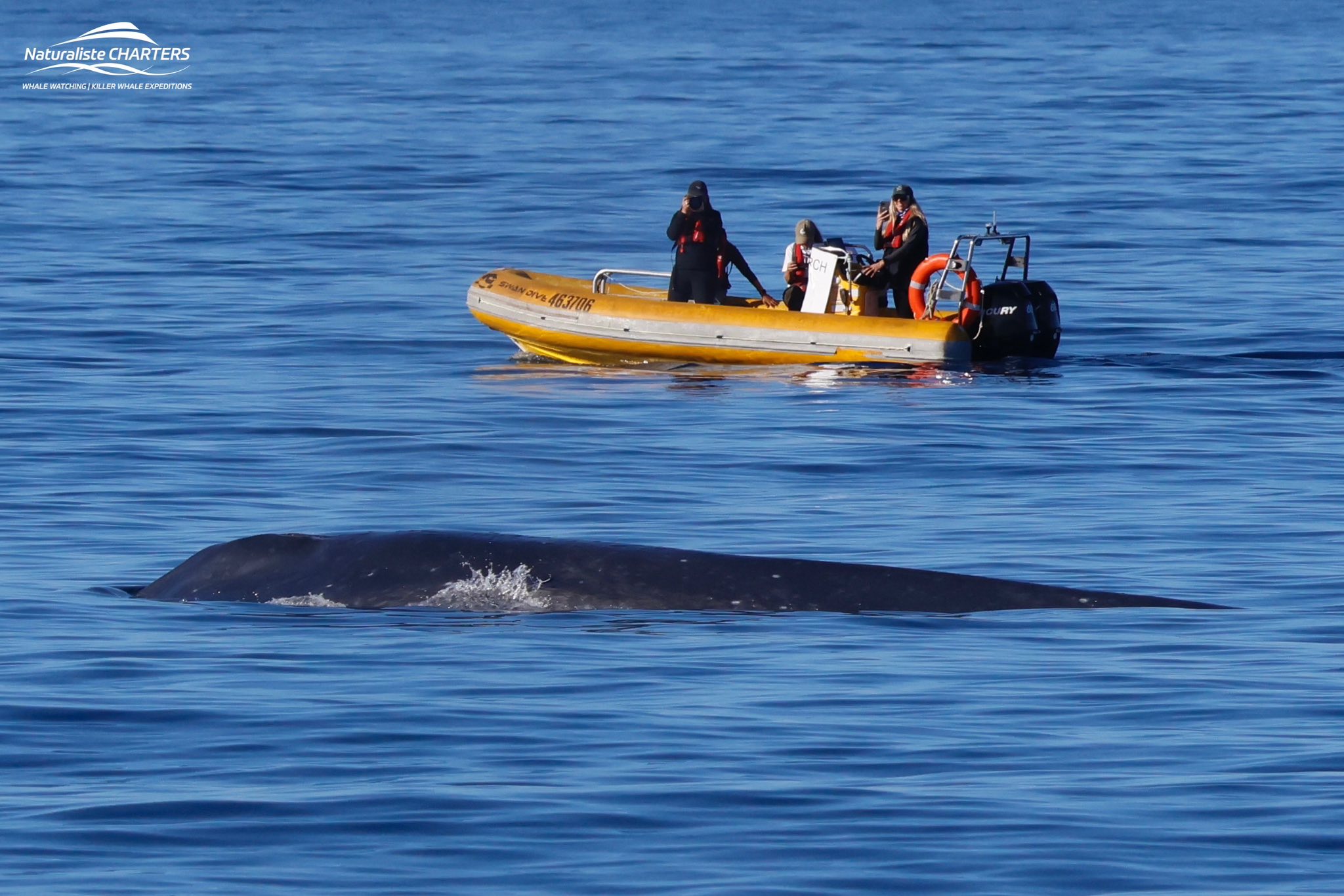 Whales — The Ocean’s Secret Climate Guardians