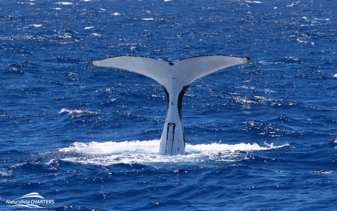 The Whale & Climate Connection