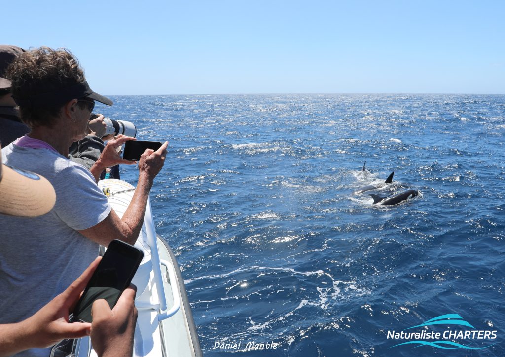 A killer whale tour in Bremer Canyon western australia