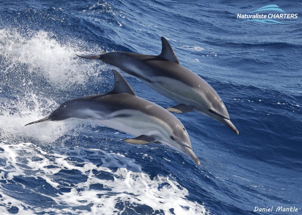 common nose dolphin chase on the wake of the Alison Maree off Bremer Bay