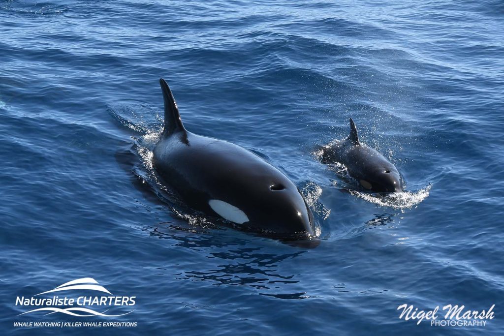 A Killer Whale and orca calf in Bremer Canyon