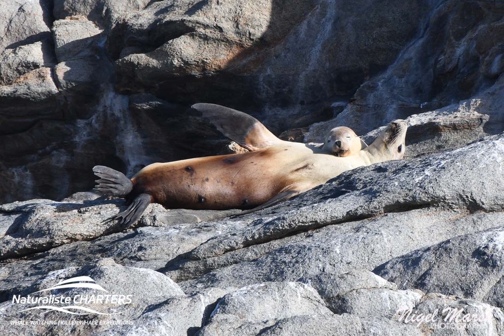 a lazy seal basks in the sun on grantie rocks at Glasse Island