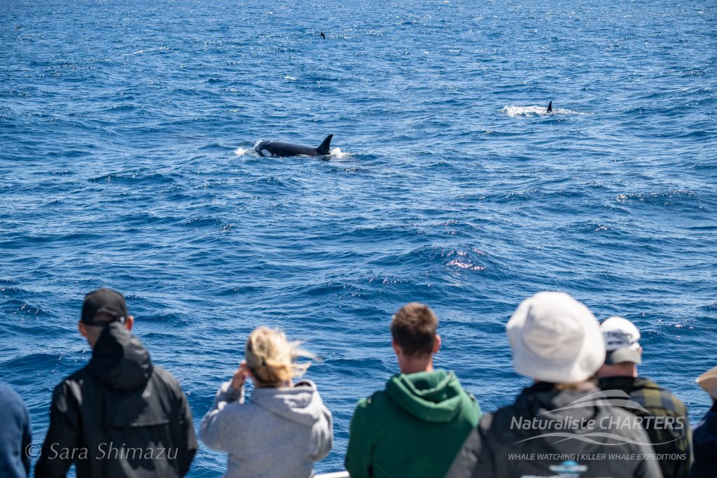 passengers become citizen science on Naturaliste Charters Bremer Canyon Expeditions