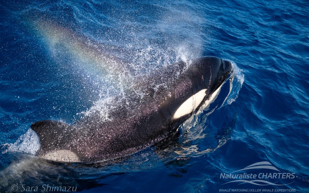 What Really Happens on an Orca Expedition