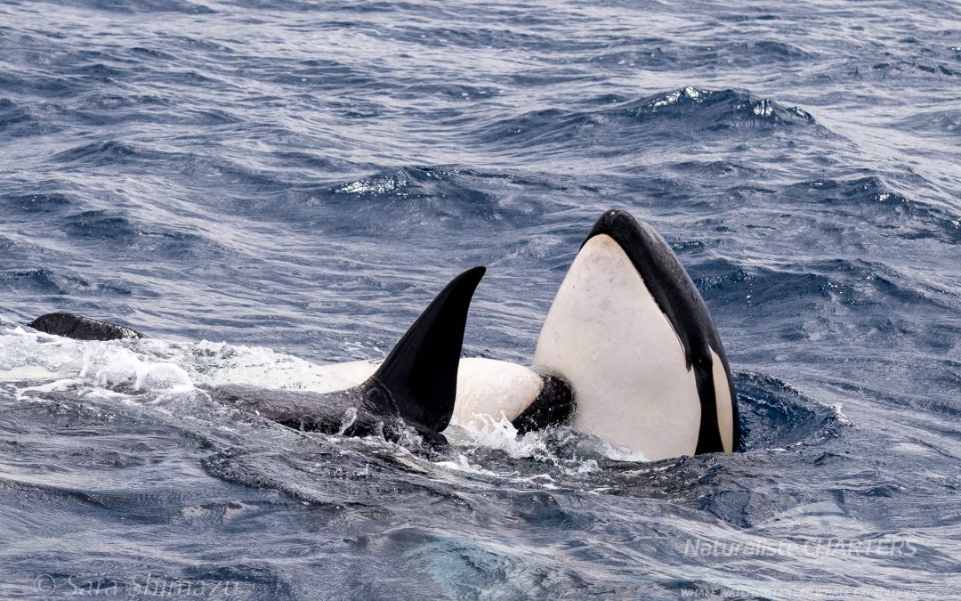 Bremer Bay Orca Tours: Where Science Meets Adventure