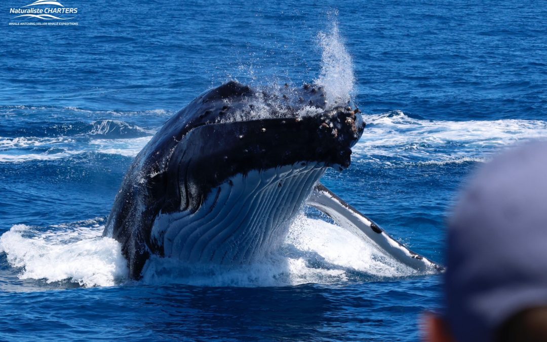A Hatch-Blowing Dunsborough Season!
