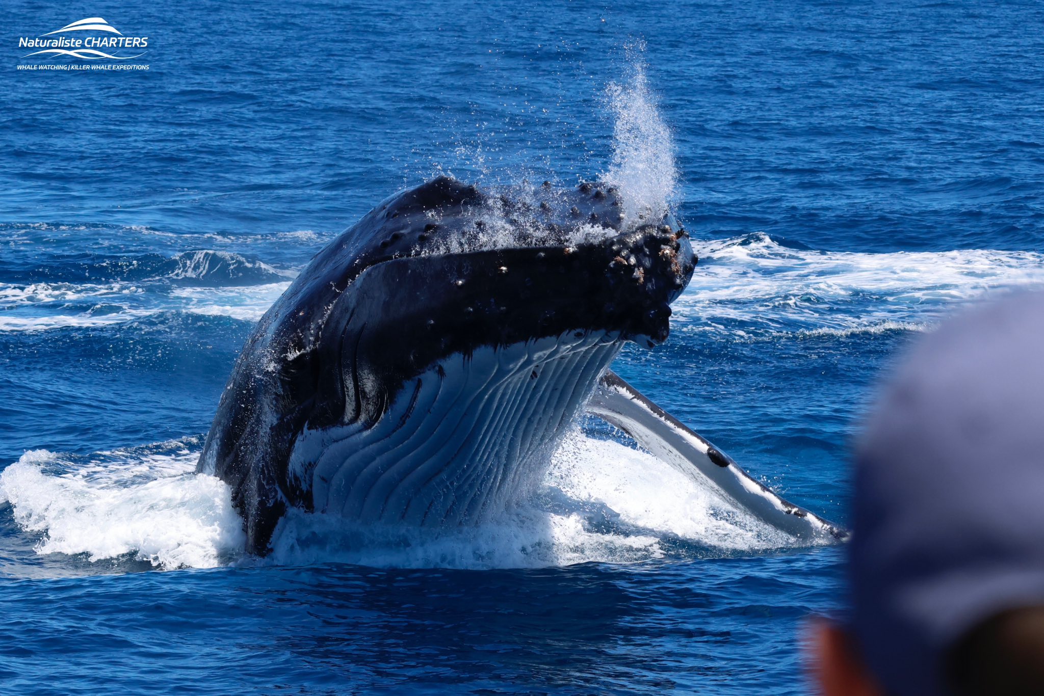 A Hatch-Blowing Dunsborough Season!