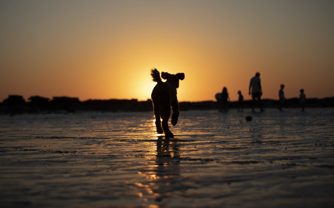 Dog & Pet-Friendly Places in Bremer Bay