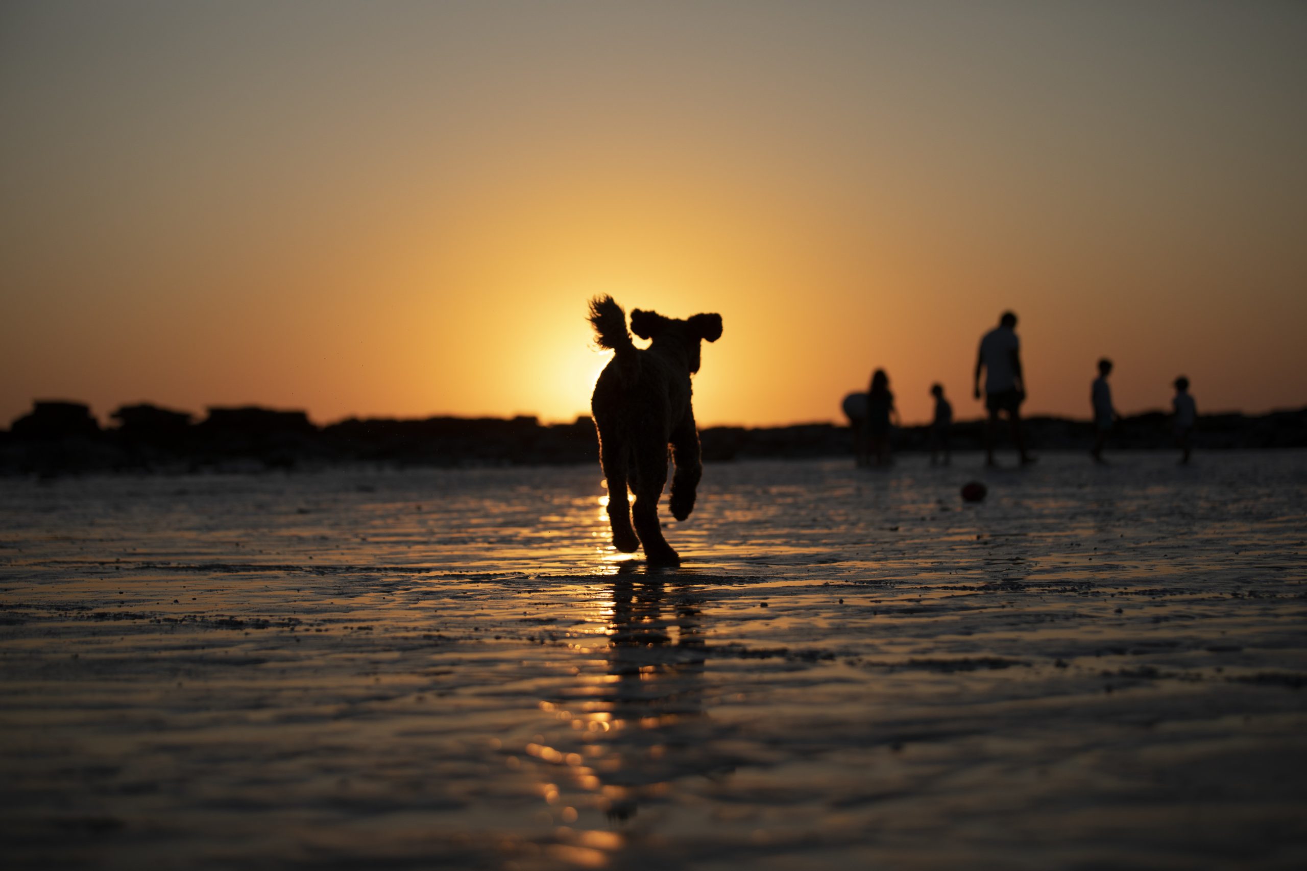 Your Guide to Dogs in Bremer Bay