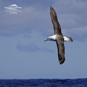 A gallery of bird, sea lion and dolphin sightings in Bremer Canyon