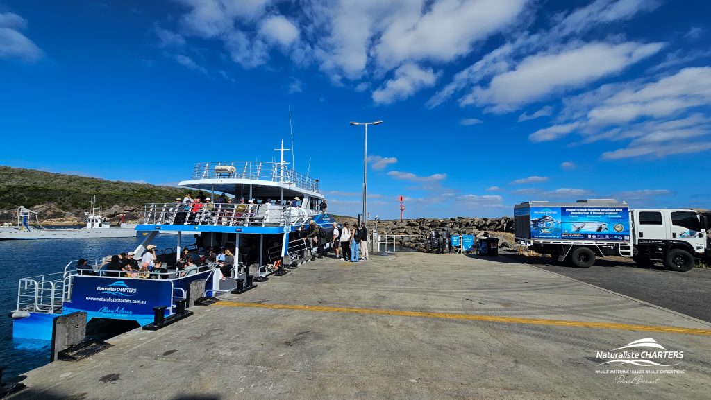 Orca killer whale expeditions leave Bremer Harbour daily through December to April