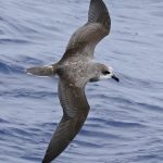 Bremer Canyon Birding tour sightings of pelagic bird species and killer whale orca