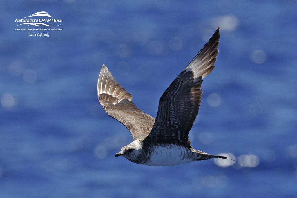A gallery of bird sightings in Bremer Canyon