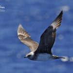 A gallery of bird sightings in Bremer Canyon