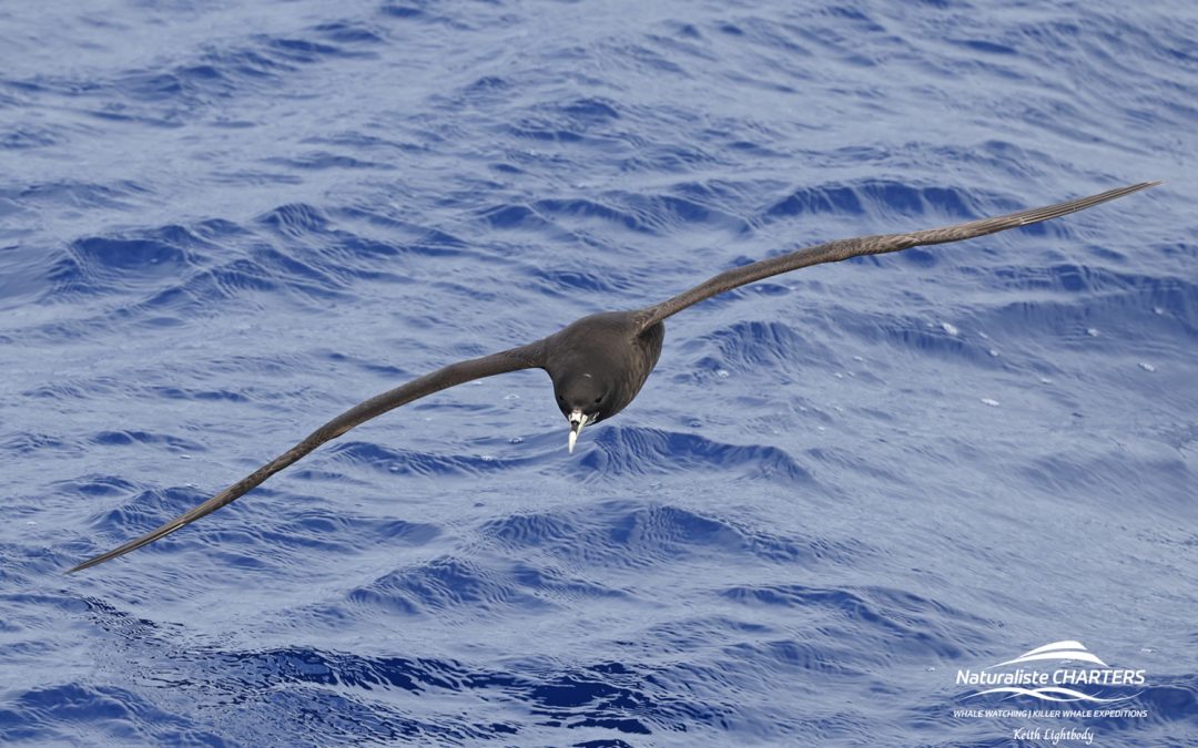 2025 Bremer Bay Pelagic Bird Expeditions