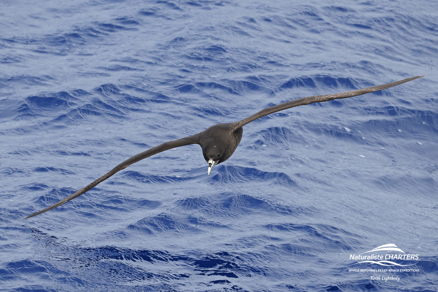 2025 Bremer Bay Pelagic Bird Expeditions