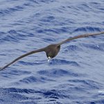 White Chinned Petrel
