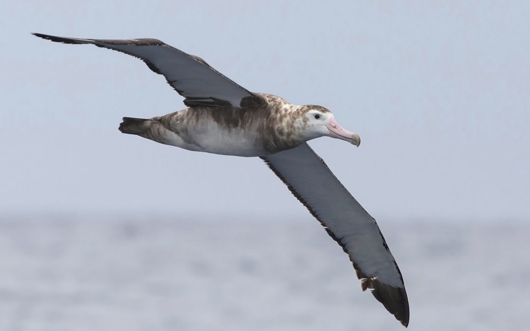 Bremer Birding Tour Delivers Another Extraordinary Sighting