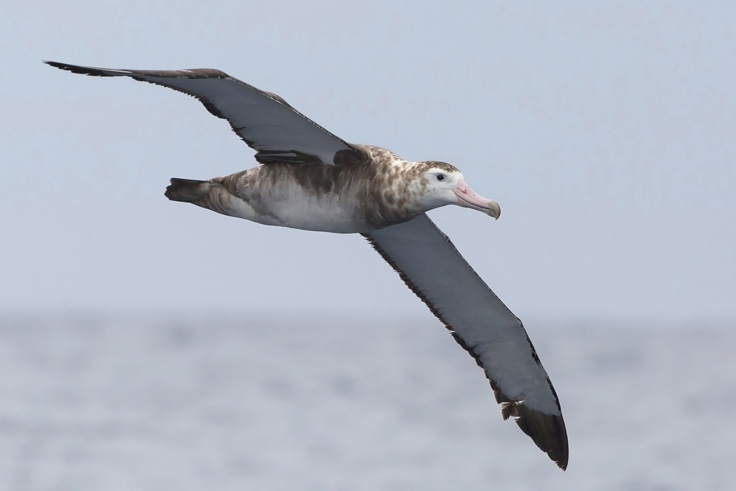 Bremer Birding Tour Delivers Another Extraordinary Sighting