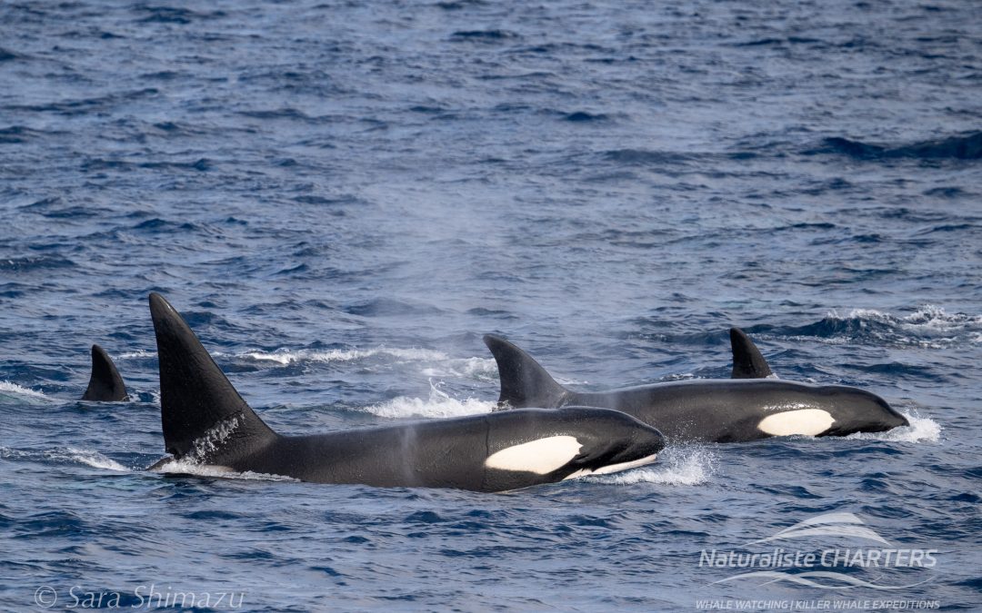 From China to Western Australia: Planes, Wine and Whales