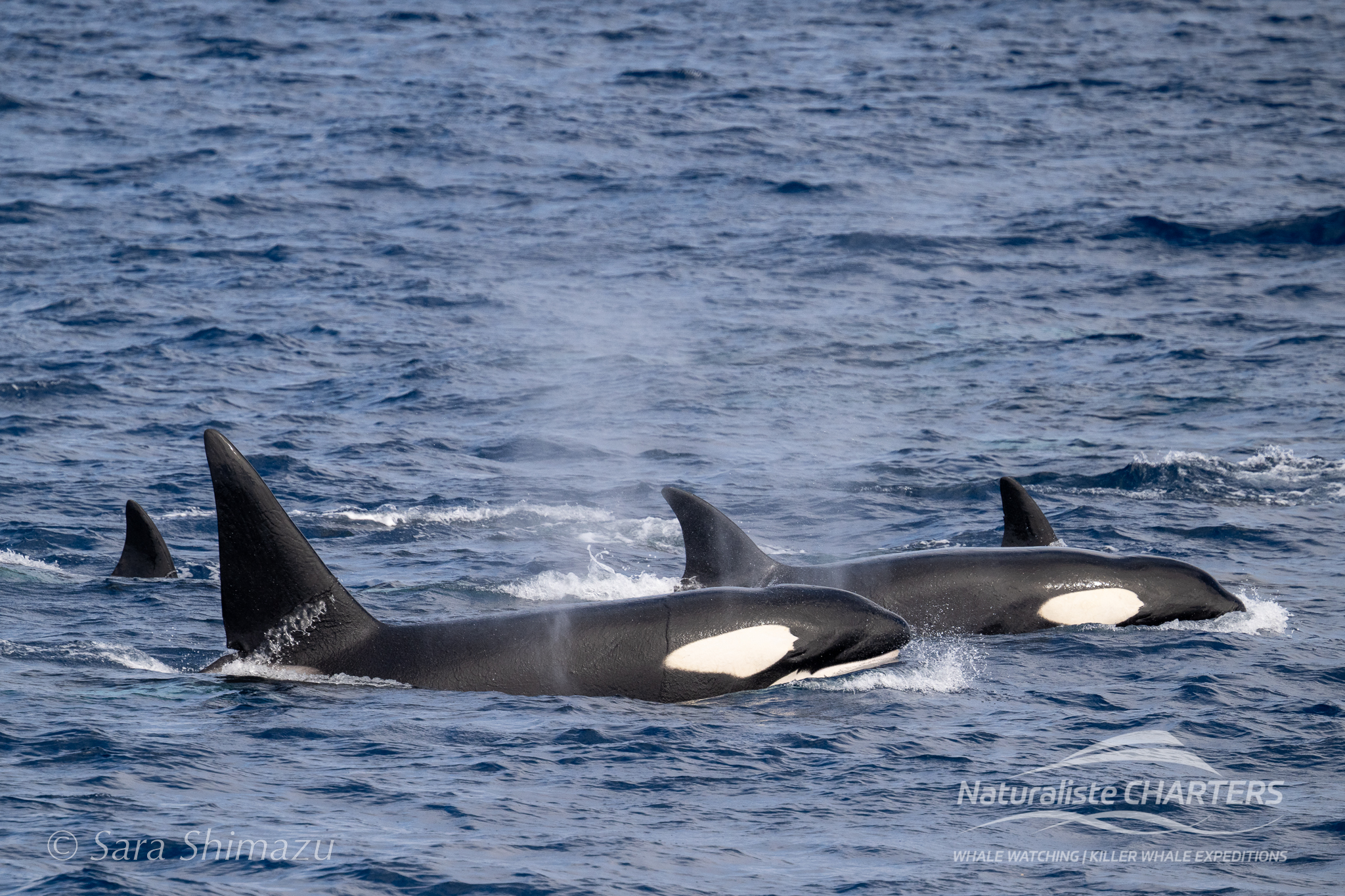 From China to Western Australia: Planes, Wine and Whales