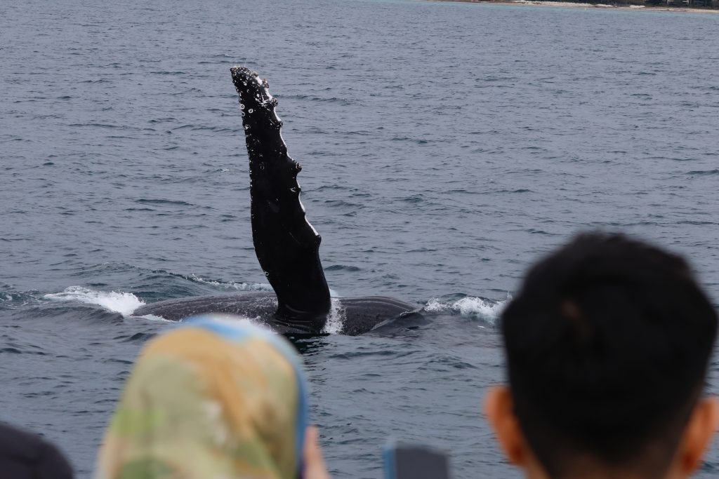 A humpback whale fin wave during a Naturaliste Charters Dunsborough tour