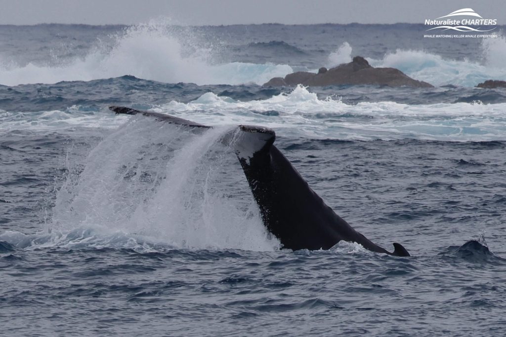 A fluke of a southern right whale seen during Naturaliste Charters whale watching tour in Augusta