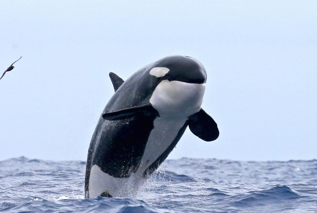 What is the Bremer Canyon Killer Whale Expedition?