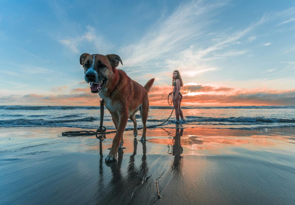 A swimmer and dog on a beach with a sunset behind them