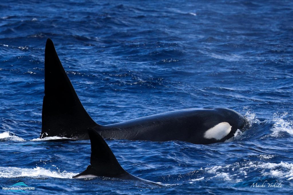 A killer whale and calf seen form a Naturaliste Charters tour in Bremer Canyon