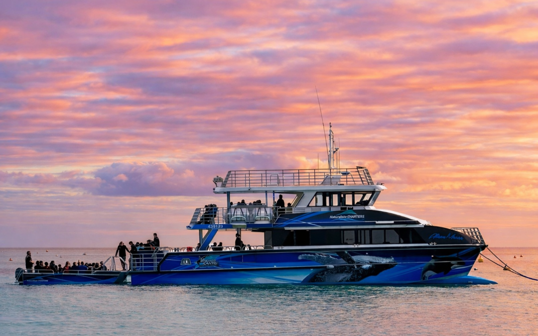 The best whale watching tour in WA