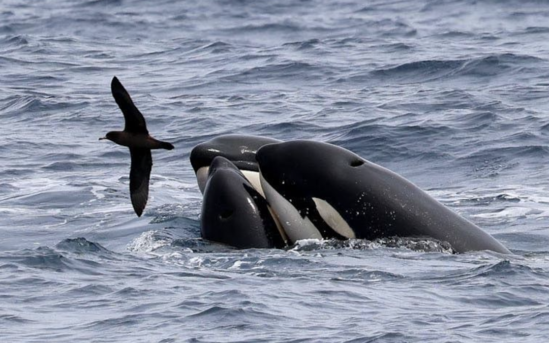 2026 Bremer Bay Orca Season Update | Early Predation in the Bremer Canyon